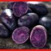 Black Potato: কালো আলু চাষ করলেই হবেন লাখপতি! দাম জানলে চমকাবেন