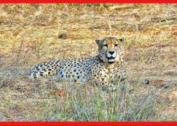 Cheetah: কুনোয় মৃত্যু নামিবিয়া থেকে আনা স্ত্রী চিতা ‘সাশা’-র, মৃত্যুর কারণ খুঁজছেন চিকিৎসকরা