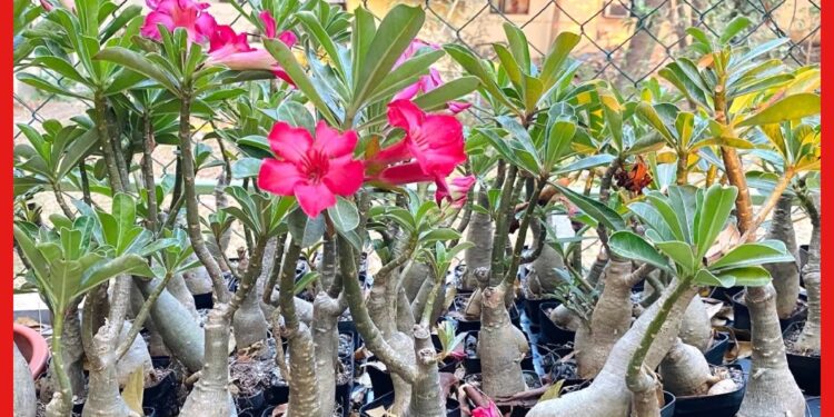 Adenium: গরমে মরুগোলাপে সাজান বাগান, সৌন্দর্য দেখে অবাক হবে প্রতিবেশীরা!