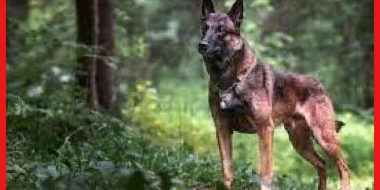 Belgian Malinois: কলকাতা পুলিশের ডগ স্কোয়্যাডে ‘বেলজিয়ান ম্যালিনোস’, এই কুকুরের বিশেষত্ব কী?