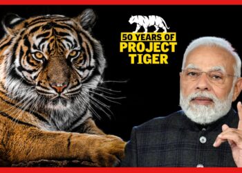 50 years of Project Tiger: ২০২২ সালে ভারতের বাঘের সংখ্যা ৩,১৬৭, গর্বিত প্রধানমন্ত্রী