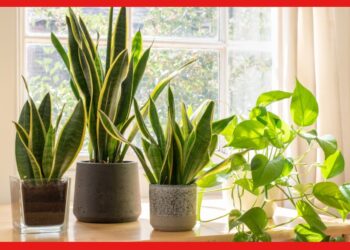 Air Purifying Plants: এসি ছাড়াই ঘর থাকবে ঠান্ডা, অসহ্য গরম থেকে মিলবে রেহাই
