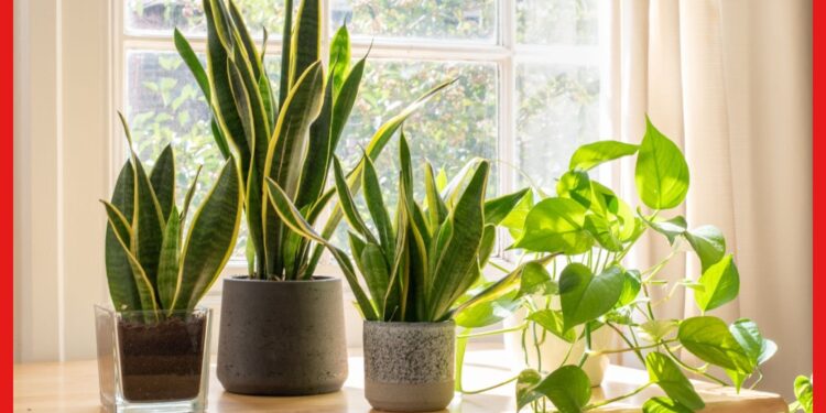 Air Purifying Plants: এসি ছাড়াই ঘর থাকবে ঠান্ডা, অসহ্য গরম থেকে মিলবে রেহাই