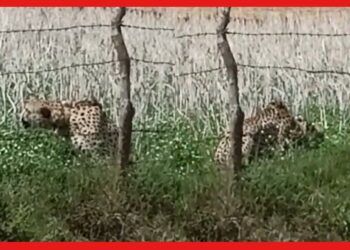 Cheetah: কুনো ন্যাশনাল পার্ক থেকে দূরের গ্রামে প্রবেশ করল নামিবিয়া থেকে আনা একটি চিতা, চলছে ফিরিয়ে আনার চেষ্টা