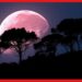 Pink Moon: আজ রাতের আকাশে দেখা মিলবে গোলাপি চাঁদ-এর ! সময়টা জানা আছে?