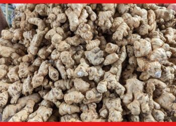 Ginger Price: আগুন জ্বালাচ্ছে আদা! ভারত নাকি বাংলাদেশ কারসাজি কোথায়?