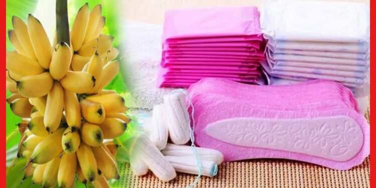 Sanitary Napkin: কলা থেকে স্যানিটারি ন্যাপকিন! ‘সাথী’র কাহিনী সাহস জোগাচ্ছে মহিলাদের