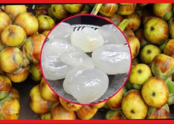 Palm Shell: কচি তালের শাঁসের কত উপকারিতা জানেন? মারণ রোগ রুখবে