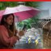 Weather Update: সকাল থেকে ঝমঝমিয়ে বৃষ্টি! বর্ষা এল দক্ষিণবঙ্গে?