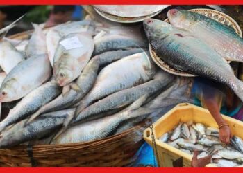 Hilsa Fish: ভারতের বাজারে পদ্মার ইলিশের টান, আশঙ্কায় মৎস্যজীবীরা! দাম বাড়বে কতটা?