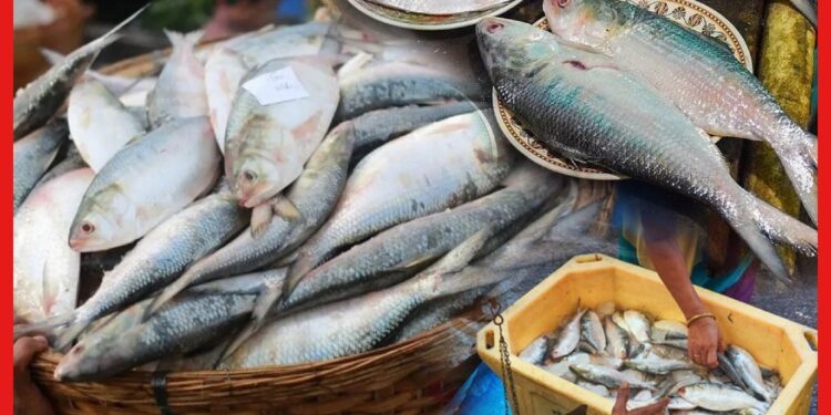 Hilsa Fish: ভারতের বাজারে পদ্মার ইলিশের টান, আশঙ্কায় মৎস্যজীবীরা! দাম বাড়বে কতটা?