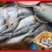 Hilsa Fish: ভারতের বাজারে পদ্মার ইলিশের টান, আশঙ্কায় মৎস্যজীবীরা! দাম বাড়বে কতটা?