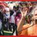 বিদেশী মুসলিমদের যোগীর দাওয়াই! মায়ানমার করিডরের রহস্য ফাঁস, রোহিঙ্গাদের ফিরতেই হবে