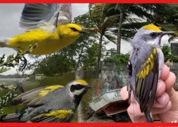 ছোট্ট হলুদ পাখি, পায় ভয়ঙ্কর ঝড়ের সংকেত, আশ্চর্য ক্ষমতায় বেঁচে যাবে পৃথিবী!