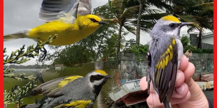 ছোট্ট হলুদ পাখি, পায় ভয়ঙ্কর ঝড়ের সংকেত, আশ্চর্য ক্ষমতায় বেঁচে যাবে পৃথিবী!