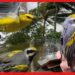 ছোট্ট হলুদ পাখি, পায় ভয়ঙ্কর ঝড়ের সংকেত, আশ্চর্য ক্ষমতায় বেঁচে যাবে পৃথিবী!