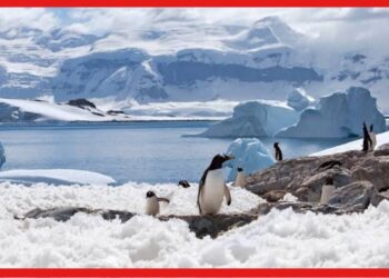 Antarctica: ভয়ঙ্কর সুন্দর আন্টার্কটিকা, আক্রমণাত্মক প্রাণীদের আস্তানা! ঝরছে রক্তের ঝর্ণা