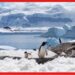 Antarctica: ভয়ঙ্কর সুন্দর আন্টার্কটিকা, আক্রমণাত্মক প্রাণীদের আস্তানা! ঝরছে রক্তের ঝর্ণা