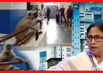Hanuman In Nabanna: নবান্নে হনুমান! কীভাবে ঢুকল? বাঁদরামি ঘিরে হইচই কাণ্ড