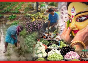 Vegetable Price: বৃষ্টিতে নষ্ট ফসল! মধ্যবিত্তের কপালে ভাঁজ, পুজোর মুখে সবজির দাম বৃদ্ধির সম্ভাবনা