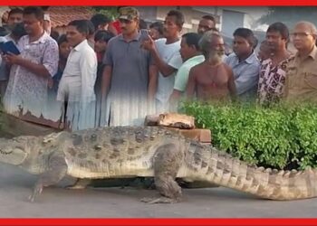 Crocodile: এ কি কান্ড! দরজায় কুমির? আতঙ্কে ঘুম উড়েছে কালনার বাসিন্দাদের!