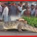 Crocodile: এ কি কান্ড! দরজায় কুমির? আতঙ্কে ঘুম উড়েছে কালনার বাসিন্দাদের!