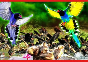 বাংলাদেশে উপচে পড়ছে এতো দামী সম্পদ। হাওর- সোনাদিয়ায় কীসের মোহ ? ছেয়ে যাচ্ছে হুহু করে