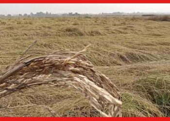 Paddy Seeds In Bankura: পাকা ধানে মই, দুঃচিন্তায় রাতের ঘুম উড়েছে বাঁকুড়ার চাষীদের