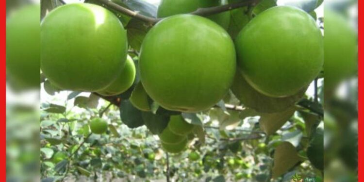 Apple Jujube Cultivation: শীতের মরশুমে করুন এই ফলের চাষ, আয় একেবারে সুনিশ্চিত!