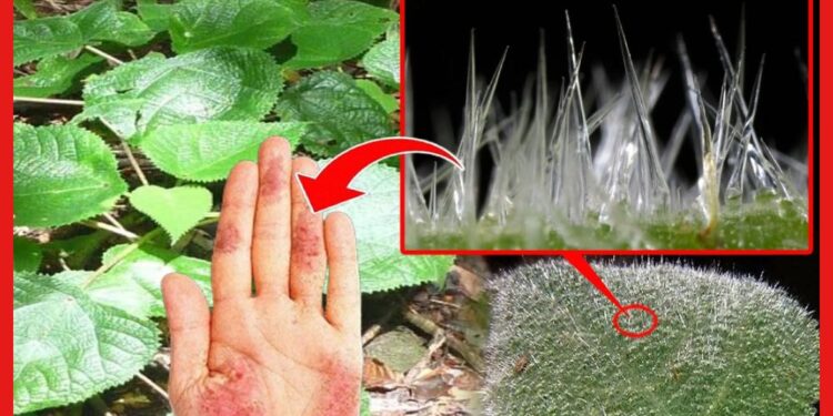 Suicide Plant: ‘সুইসাইড প্ল্যান্ট’,একবার ছুঁলেই সর্বনাশ! কতটা ভয়ঙ্কর হতে পারে এই গাছ?