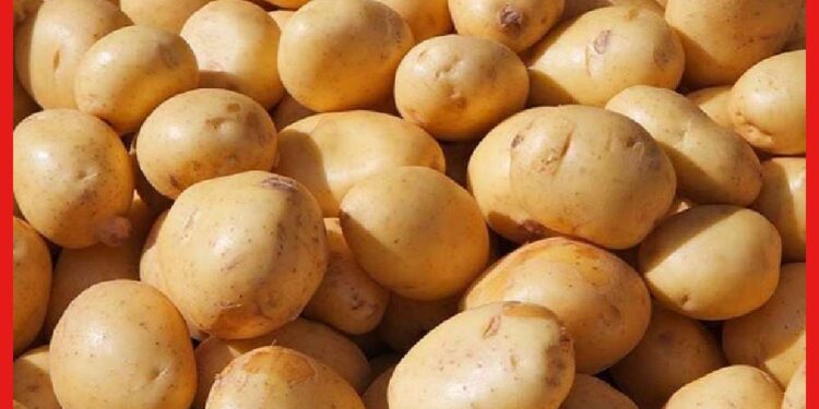 Potato Price high: দামের ছ্যাঁকায় ‘আলু সেদ্ধ’ বাঙালি, পাল্লা দিয়ে বাড়ছে ডিমের দামও