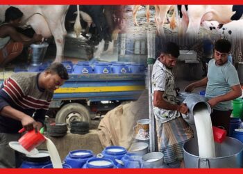 Bangladesh: দুধের স্রোত বাংলাদেশের বুকে, ভোরের কুমিল্লায় কি ঘটে, এক আহামরি হাট
