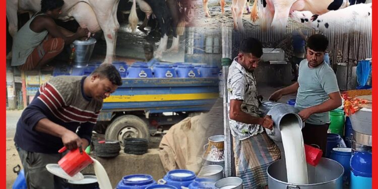 Bangladesh: দুধের স্রোত বাংলাদেশের বুকে, ভোরের কুমিল্লায় কি ঘটে, এক আহামরি হাট