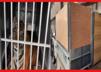 Siberian tigers: রাজ্যে পান্ডার পরিবর্তে সাইবেরিয়ার জোড়া বাঘ, গন্তব্য দার্জিলিং