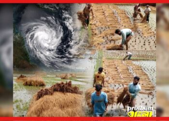 Rain in West Bengal: জলমগ্ন মাঠ, নিম্নচাপের বৃষ্টিতে সর্বনাশ ধান চাষীদের