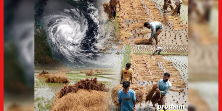 Rain in West Bengal: জলমগ্ন মাঠ, নিম্নচাপের বৃষ্টিতে সর্বনাশ ধান চাষীদের
