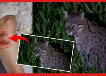 Fishing Cat: রাত হলেই গ্রামে হানা দিচ্ছে অজানা জন্তু, রক্তাক্ত ২০ জন!