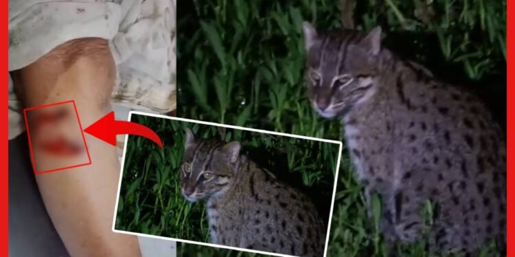 Fishing Cat: রাত হলেই গ্রামে হানা দিচ্ছে অজানা জন্তু, রক্তাক্ত ২০ জন!