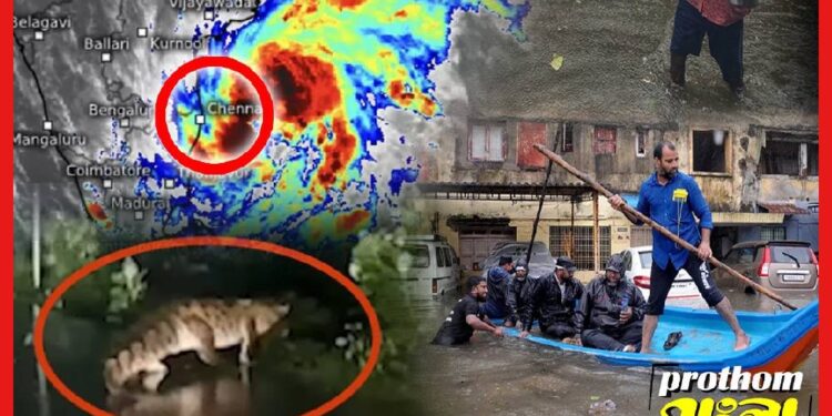 Cyclone Michaung: ঘূর্ণিঝড়ে ভাসছে চেন্নাই, রাস্তায় ঘুরছে কুমির! বাংলায় আবহাওয়ার অশনি সংকেত ?