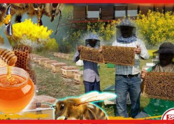 Beekeeping: মৌ চাষেই লক্ষীলাভ দুই বাংলার, লাখ লাখ টাকার হাতছানি, শখ ভুলে পেশায় ডুবে চাষীরা