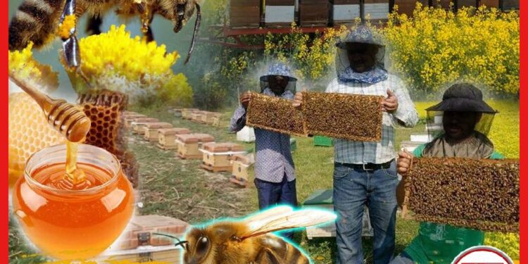 Beekeeping: মৌ চাষেই লক্ষীলাভ দুই বাংলার, লাখ লাখ টাকার হাতছানি, শখ ভুলে পেশায় ডুবে চাষীরা