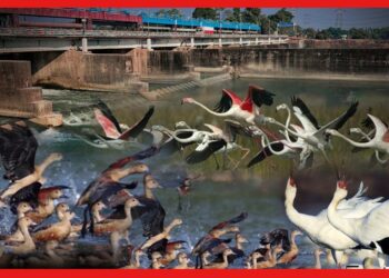 Paradise for Migratory Birds: শীতে পরিযায়ী পাখিদের স্বর্গ এই এলাকা, বাংলায় কোথায় রয়েছে সেই ব্যারেজ? 