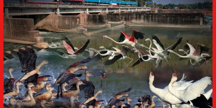 Paradise for Migratory Birds: শীতে পরিযায়ী পাখিদের স্বর্গ এই এলাকা, বাংলায় কোথায় রয়েছে সেই ব্যারেজ?