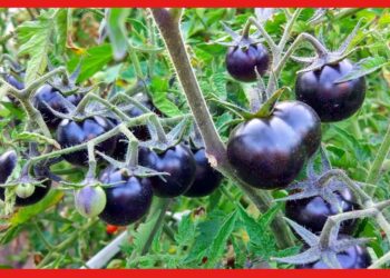 Black Tomato: কুচকুচে কালো টমেটো সারাবে ক্যানসার! কোথায় পাবেন?