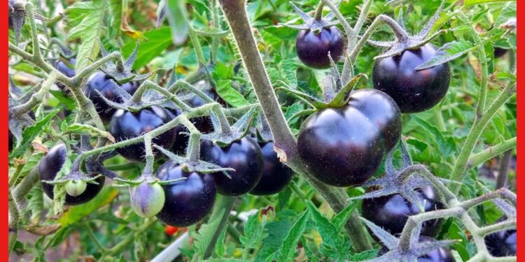 Black Tomato: কুচকুচে কালো টমেটো সারাবে ক্যানসার! কোথায় পাবেন?