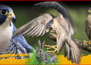 Peregrine falcon: পৃথিবীর সর্বোচ্চ গতির পাখি এটাই, রকেটের গতিতে ধরে শিকার! বাজপাখি চিতা তুচ্ছ