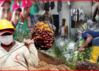 Malaysia Palm Garden Work: মালয়েশিয়ার পাম বাগানে মোটা টাকা, কষ্ট প্রচুর! কী করতে হয় প্রবাসীদের?