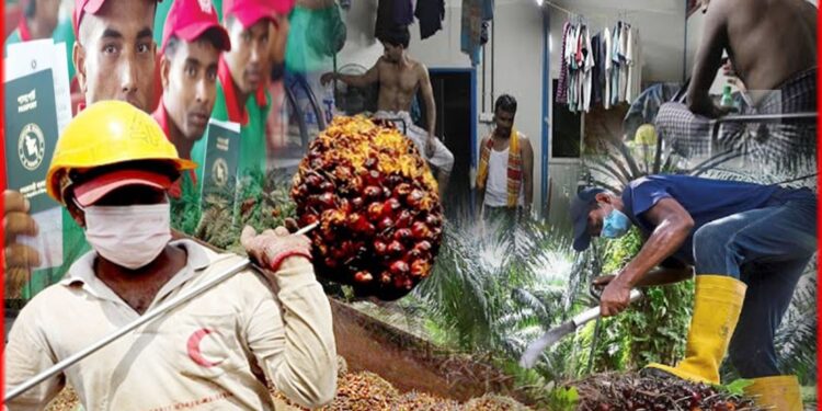Malaysia Palm Garden Work: মালয়েশিয়ার পাম বাগানে মোটা টাকা, কষ্ট প্রচুর! কী করতে হয় প্রবাসীদের?