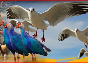 Migratory Birds in Bangladesh: বাংলাদেশে কেন পরিযায়ী পাখি আসে? তাদের প্রিয় আশ্রয় ছিল কোথায়? কিছু না জানা কথা