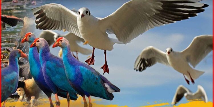 Migratory Birds in Bangladesh: বাংলাদেশে কেন পরিযায়ী পাখি আসে? তাদের প্রিয় আশ্রয় ছিল কোথায়? কিছু না জানা কথা